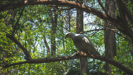 04.23.2019 - Kyiv, Ukraine. Botanical Garden in the center of the capital of Ukraine. Pigeons are sitting on a tree branch