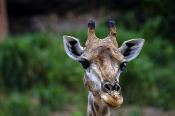 Naklejka premium The big giraffe the forest