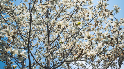 04.23.2019 - Kyiv, Ukraine. Botanical Garden in the center of the capital of Ukraine. Blooming trees, beautifull landscape