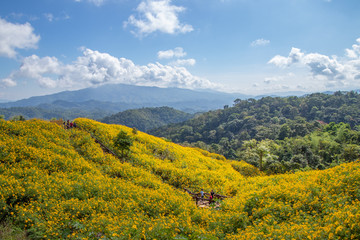 Landscape of Yellow flower field.Tree Marigold or Maxican sunflower field (Dok buatong in thai ) at chiang rai province north of thailand.