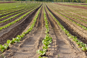 Fototapeta na wymiar Young seedlings of green and red salads in the field