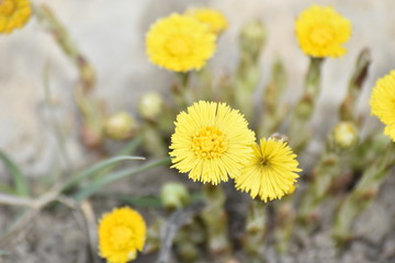 Мать-и-мачеха (Tussilago)