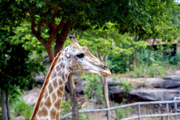 The big giraffe the forest