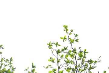 Top view young Indian almond tree leaves with branches growing in a garden on white isolated background for green foliage backdrop 