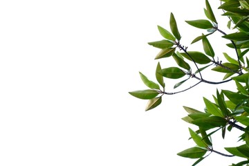 A branch of tropical tree leaves on white isolated background for green foliage backdrop 