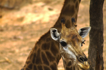 The big giraffe the forest