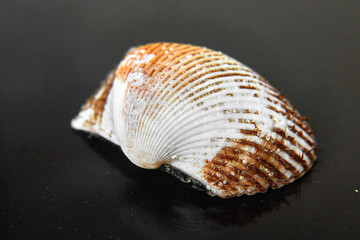 sea shell on black background