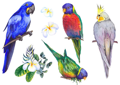 Set of tropical birds. Parrots, maccaw and cockatiel. Watercolor illustration on white background. Isolated elements for design.
