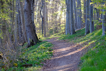 Morgensonne im frühlingshafte Wald
