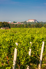 Fototapeta na wymiar vineyards, Siklos castle, Hungary