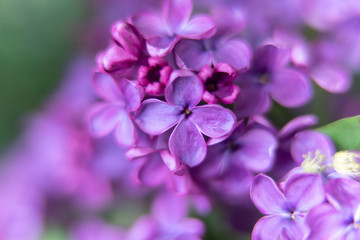 Naklejka na ściany i meble closeup of purple flower of lilac 