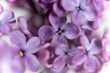 closeup of purple flower of lilac 