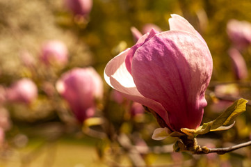 Obraz premium Magnolia tree blossom