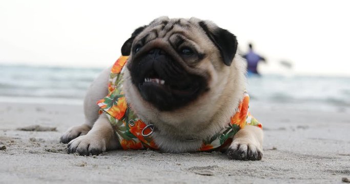 Happy dog pug breed wearing Aloha shirts sitting on beach feeling so happiness and fun vacations on the beach,Dog vacations Concept 