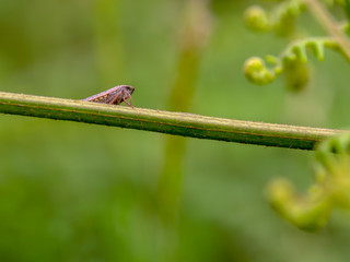 Macro photography of a very tiny grasshopper standing on an eagle fern branch. Captured at the Andean mountains of central Colombia.