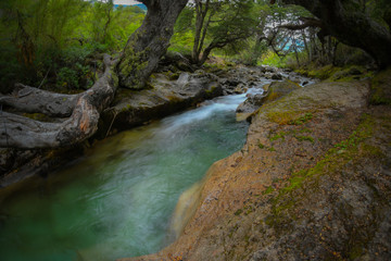 Fototapeta premium river in the forest