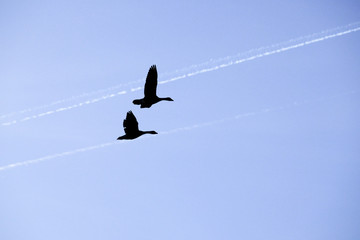Graugänse und Kondenssteifen am Himmel
