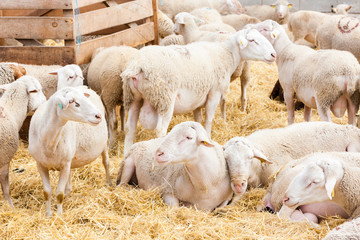 Sheep on the farm
