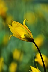 Weinberg-Tulpe (Tulipa sylvestris)