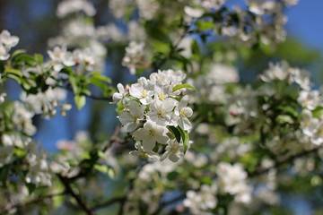 blooming apple tree in the park
