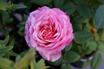 full bloom rose colorful flower