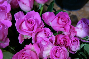 full bloom rose colorful flower