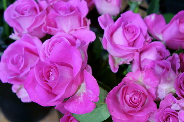 full bloom rose colorful flower