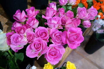 full bloom rose colorful flower