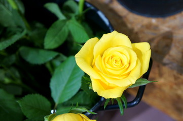 full bloom rose colorful flower