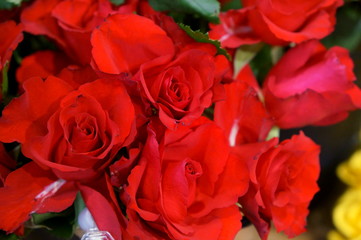 full bloom rose colorful flower