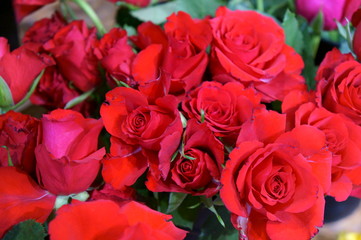 full bloom rose colorful flower