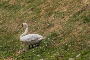 Schwan am Schloss Bothmer in Klütz