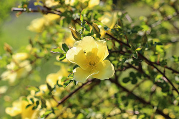 Yellow rose in a garden
