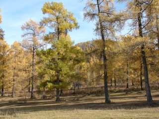 autumn in the park