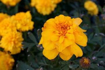 full bloom Marigold flower