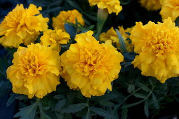 full bloom Marigold flower