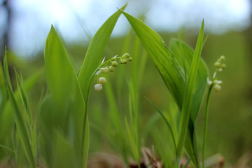 Obraz premium lily of the valley in the forest
