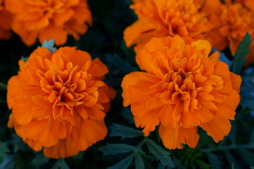 full bloom Marigold flower