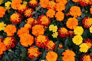 full bloom Marigold flower