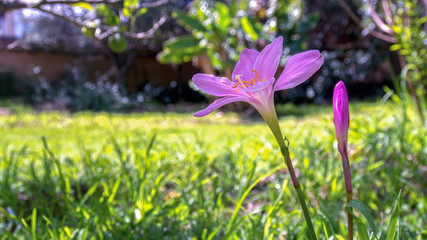 Close-up photography of a cuban zephyr lily and a bud in a meadow. Captured at the Andean mountains of central Colombia.