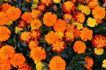 full bloom Marigold flower