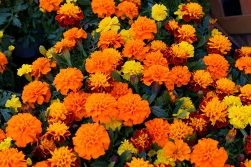 full bloom Marigold flower