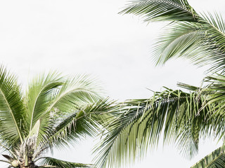 Fototapeta na wymiar Palm trees on the beautiful sunset background. Coconut trees against light sky. Palm trees at tropical coast, stylized. Copy space