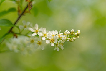 Prunus padus (European Bird Cherry) in bloom. Prunus padis (European Bird Cherry) in the spring at the time of flowering.