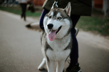 beautiful husky dog