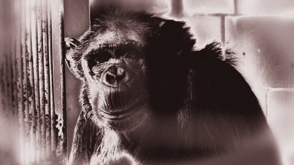 Szympans, małpa, monkey,Pan, troglodytes, Pan troglodytes © Dreamnordno
