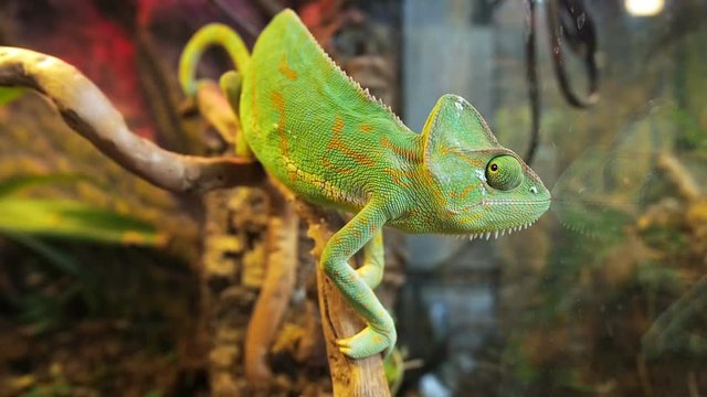 Green chameleon swinging among the branches of dry tree and watching cricket pivots his eyes. Chamaeleo calyptratus, cone-head chameleon, veiled chameleon, Yemen chameleon