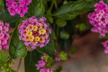 Blume am Schloss Bothmer in Klütz