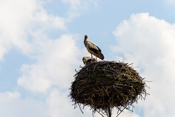 Biebrza Valley (Poland).  Pair of storks in the nest