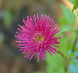 Pink Aster Flower